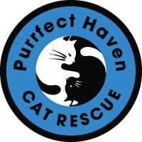Purrfect Haven